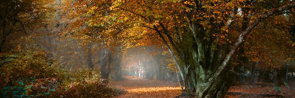 Park, Ścieżka, Drzewa, Jesień, Liście