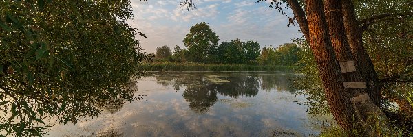 Jezioro, Gałęzie, Drzewa, Lato, Pnie