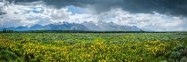 Stan Wyoming, Góry, Park Narodowy Grand Teton, Stany Zjednoczone, Łąka, Kwiaty