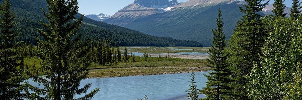 Kanada, Rzeka, Saskatchewan River, Canadian Rockies, Góry, Park Narodowy Banff, Drzewa