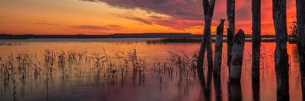 Zachód słońca, Jezioro, Ładoga, Karelia, Rosja, Pale, Szuwary