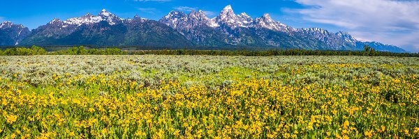 Góry, Stan Wyoming, Kwiaty, Żółte, Park Narodowy Grand Teton, Pole, Łąka, Stany Zjednoczone