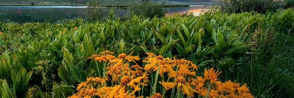 Kwiaty, Trawa, Balsamorhiza, Jezioro, Góry