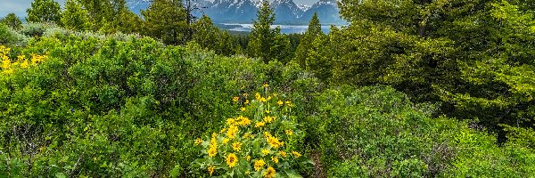 Stany Zjednoczone, Drzewa, Góry, Balsamorhiza, Kwiaty, Park Narodowy Grand Teton, Chmury