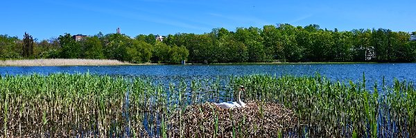 Gniazdo, Szuwary, Łabędź, Drzewa, Trawa, Jezioro