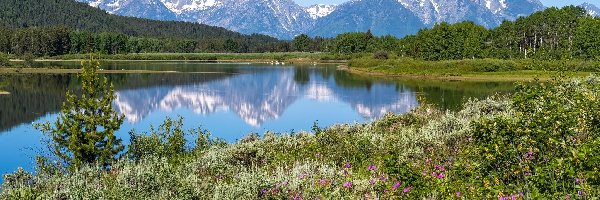 Rzeka, Trawa, Stany Zjednoczone, Wyoming, Góry, Snake River, Park Narodowy Grand Teton, Kwiaty