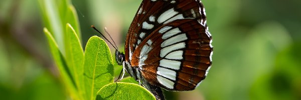 Motyl, Pokłonnik lucylla, Pasyn lucylla, Liście, Owad