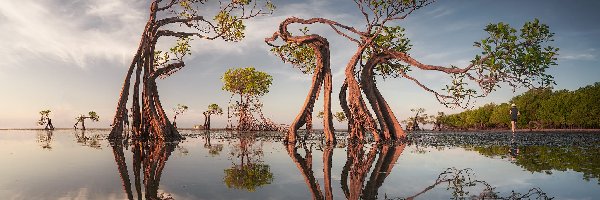 Morze, Walakiri Beach, Drzewa, Plaża, Indonezja, Waingapu, Wyspa Sumba