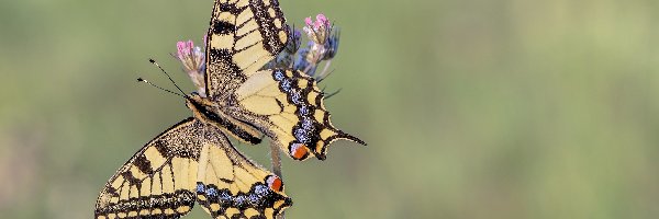 Paź królowej, Zbliżenie, Roślinka, Motyl