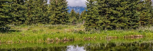 Stany Zjednoczone, Góry, Chmury, Rzeka, Drzewa, Wyoming, Park Narodowy Grand Teton