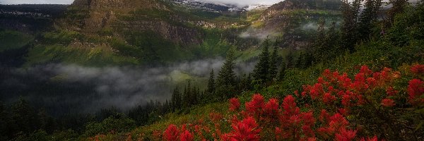 Wzgórze, Montana, Niebo, Drzewa, Mount Oberlin, Góry, Kwiaty, Stany Zjednoczone, Park Narodowy Glacier, Chmury