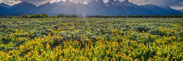 Łąka, Góry, Stany Zjednoczone, Promienie słońca, Drzewa, Kwiaty, Chmury, Park Narodowy Grand Teton