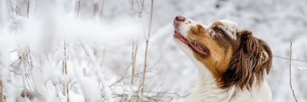 Oczy, Zima, Śnieg, Owczarek australijski, Pies, Zamknięte, Profil