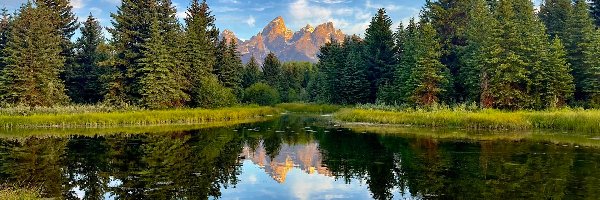 Odbie, Stany Zjednoczone, Góry, Wyoming, Park Narodowy Grand Teton, Drzewa, Rzeka