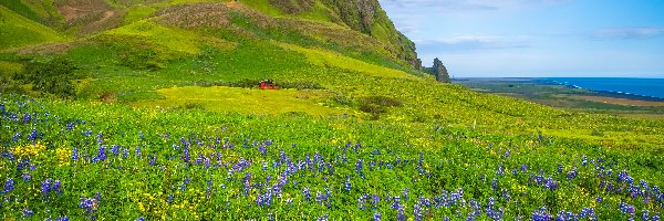 Islandia, Łąka, Góry, Łubin, Kwiaty, Vik, Morze