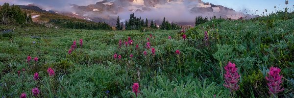 Stany Zjednoczone, Góry, Łąka, Stratowulkan Mount Rainier, Park Narodowy Mount Rainier, Stan Waszyngton, Kwiaty