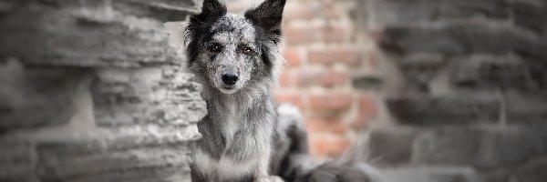 Border collie, Cegły, Mur, Pies