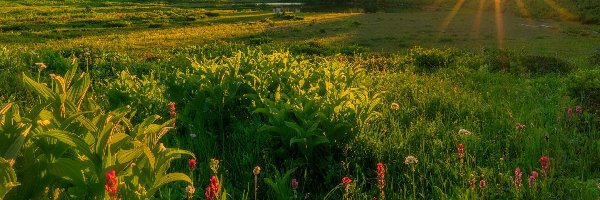 Stratowulkan Mount Rainier, Waszyngton, Promienie słońca, Drzewa, Park Narodowy Mount Rainier, Łąka, Kwiaty, Stany Zjednoczone