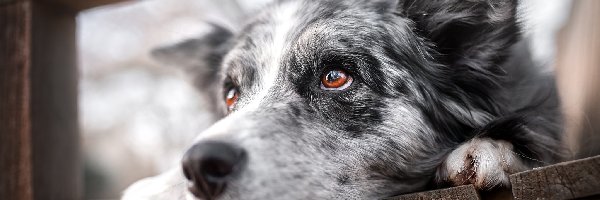 Spojrzenie, Brązowe, Oczy, Deski, Border collie, Pies