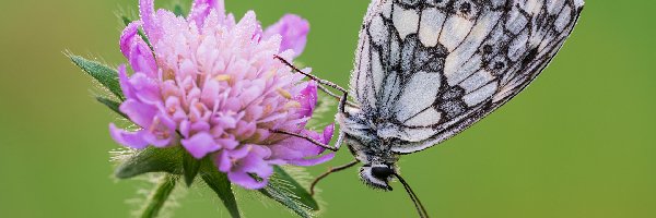 Motyl, Fioletowy, Polowiec szachownica, Świerzbnica polna, Kwiat