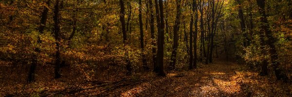 Promienie słońca, Ścieżka, Liście, Jesień, Drzewa, Las