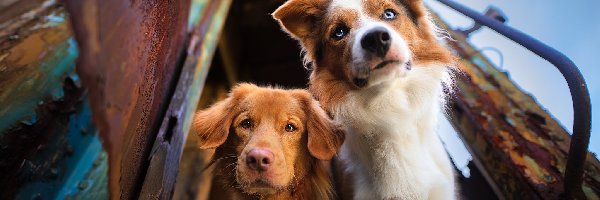 Zardzewiały, Retriever z Nowej Szkocji, Border collie, Wagon Spojrzenie, Psy, Dwa