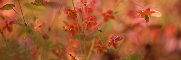 Drobne, Kwiaty, Czerwone, Epimedium