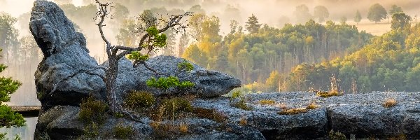 Góry, Drzewa, Skały, Mgła, Las