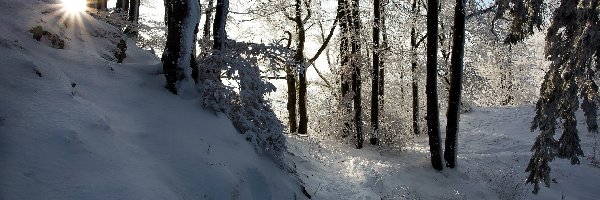 Słońca, Śnieg, Promienie, Drzewa, Las, Zima