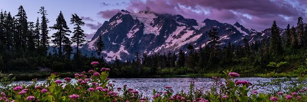 Park Narodowy Północnych Gór Kaskadowych, Drzewa, Góry Mount Shuksan, Stan Waszyngton, Stany Zjednoczone, Wschód słońca, Kwiaty, Las, Łąka