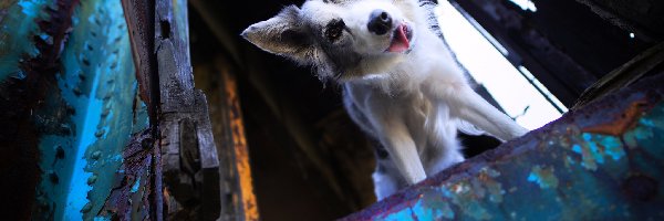 Spojrzenie, Border collie, Pies