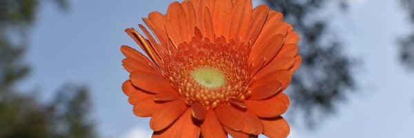 Gerbera, Kwiat, Pomarańczowy