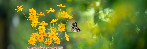 Żółte, Doniczka, Motyl, Kwiaty
