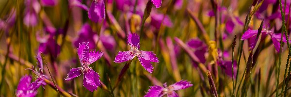 Różowe, Goździki, Kwiaty, Zbliżenie, Dianthus oschtenicus