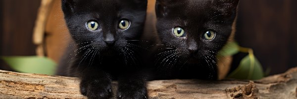 Małe, Kotki, Czarne, Dwa