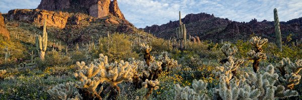 Kaktusy, Góry, Skały, Chmury, Arizona, Stany Zjednoczone
