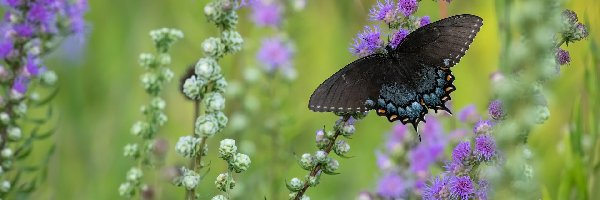 Kwiaty, Paź linderowiec, Motyl