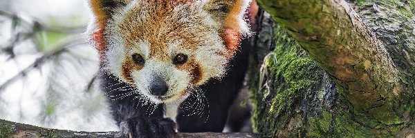 Drzewo, Pandka ruda, Gałąź, Czerwona panda