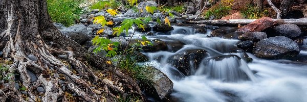 Rzeka, Arizona, Korzenie, Drzewa, Sedona, Oak Creek, Kamienie, Stany Zjednoczone