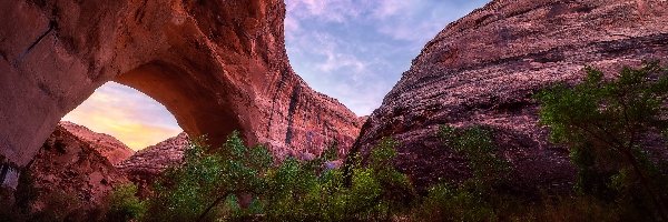 Utah, Drzewa, Rzeka Coyote Gulch, Stany Zjednoczone, Łuk Jacoba Hamblina, Skały