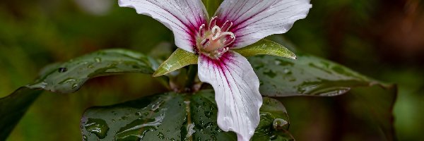 Trillium undulatum, Trójlist, Kwiat, Krople, Liście