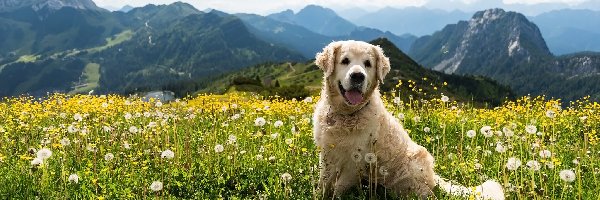 Dmuchawce, Łąka, Kwiaty, Góry, Golden retriever, Pies