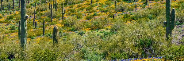 Saguaro, Kwiaty, Trawa, Kaktusy