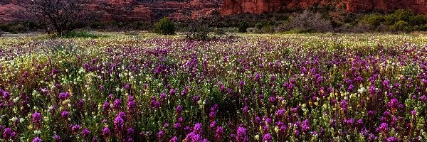 Arizona, Góry, Sedona, Stany Zjednoczone, Łąka, Kwiaty