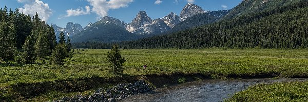 Wzgórza, Góry, Potok, Drzewa