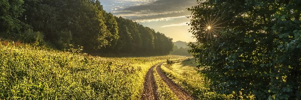 Las, Droga, Poranek, Promienie słońca, Ścieżka, Drzewa, Chmury, Łąka