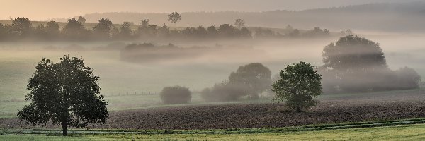 Drzewa, Wschód słońca, Mgła, Pola