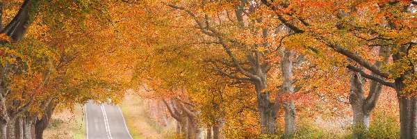Pożółkłe, Jesień, Drzewa, Droga
