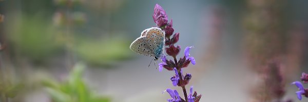 Modraszek ikar, Kwiat, Owad, Motyl