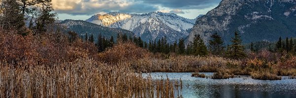 Szuwary, Jezioro, Kanada, Park Narodowy Banff, Vermilion Lake, Drzewa, Góry, Jesień